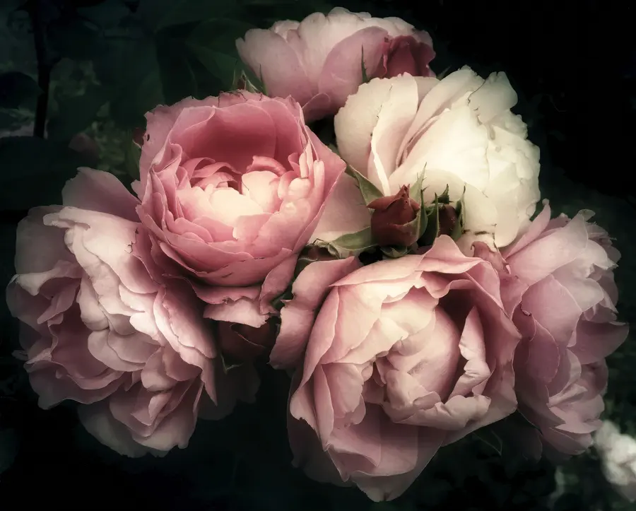 Fotobehang Fijne roze pioenrozen u08062