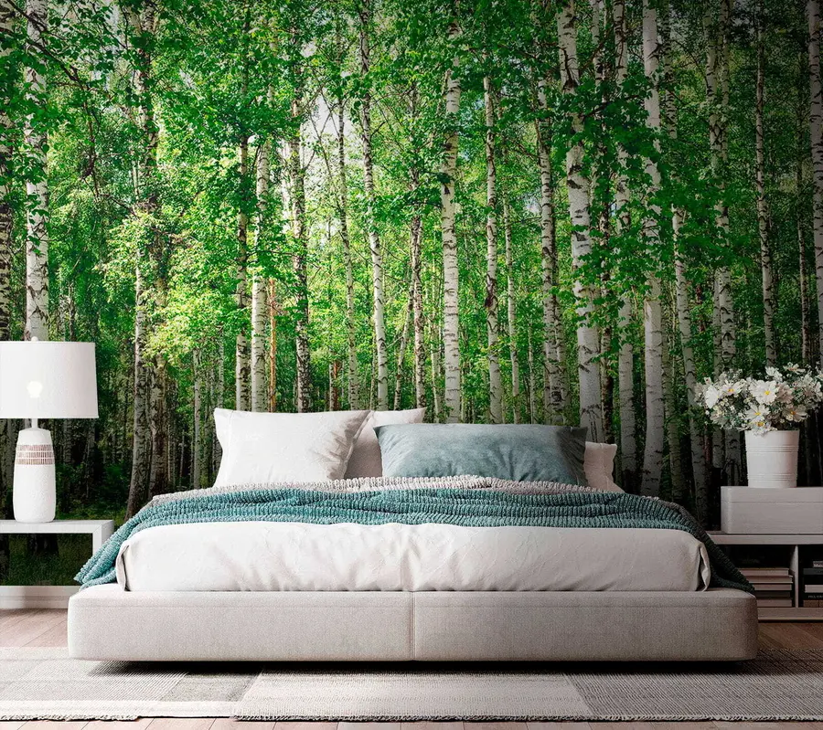 Fotobehang Berken bos u52530