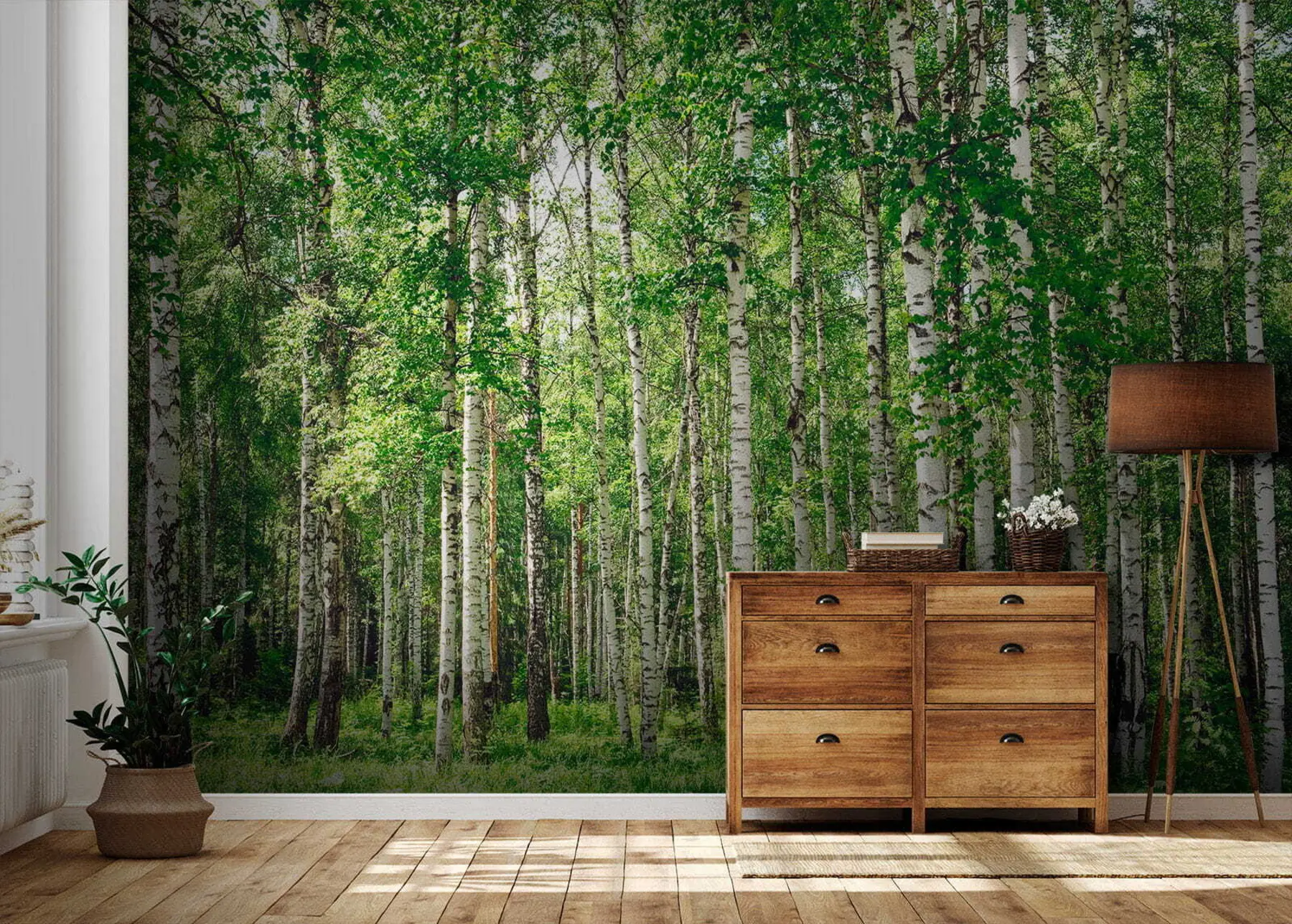Fotobehang Berken bos u52530