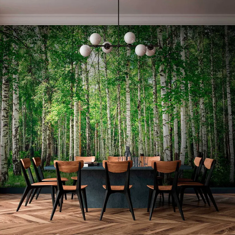 Fotobehang Berken bos u52530