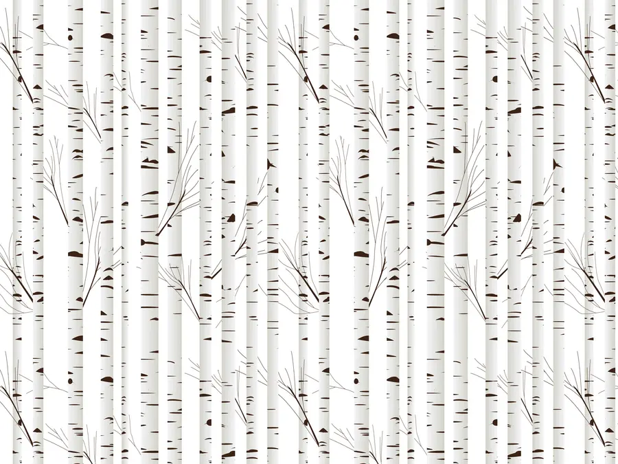 Fotobehang Berken bos u58973