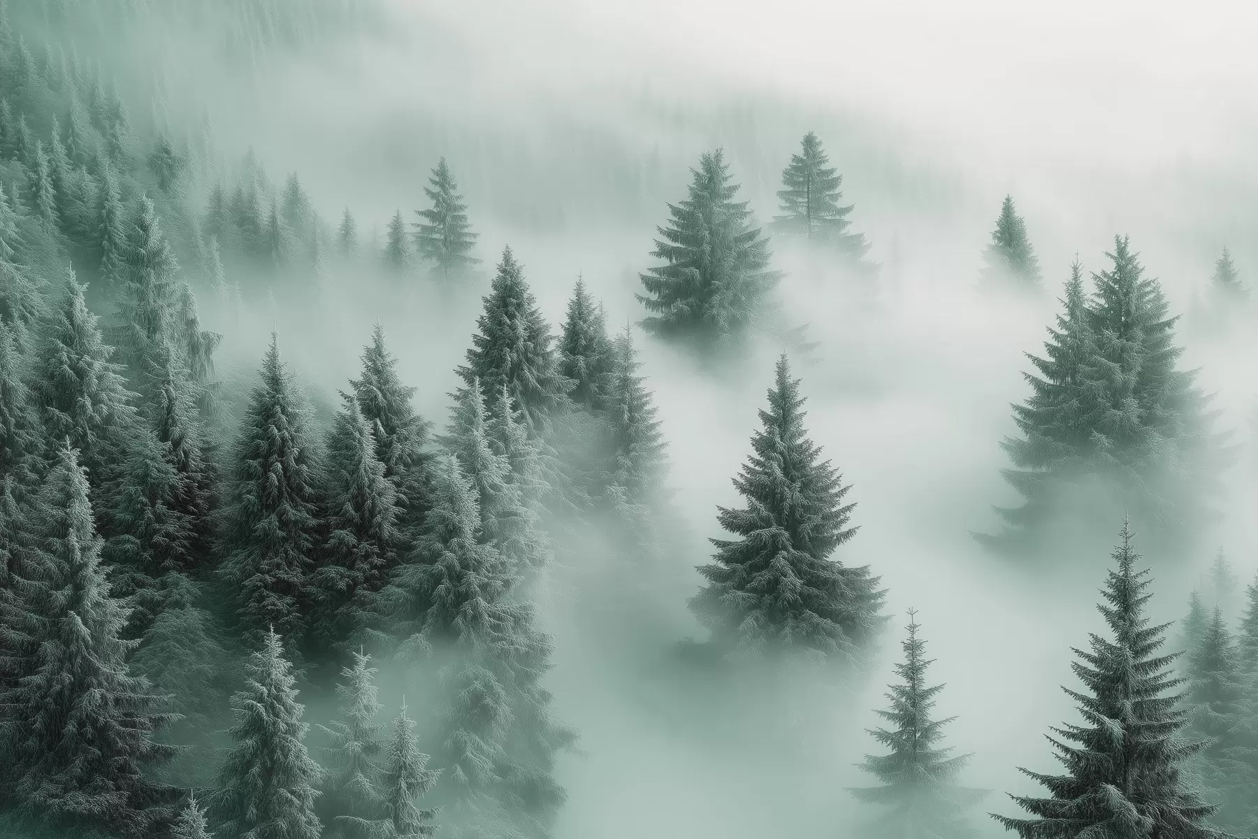 Fotobehang Dikke mist omhult een besneeuwd ochtendbos in groentinten w02064v1