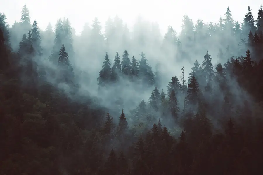Fotobehang Prachtig bos in de mist u54118