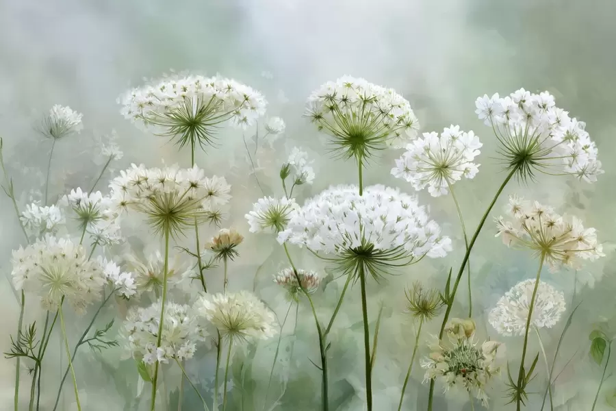 Fotobehang delicate witte wilde bloemen Queen Anne, in een schilderachtige stijl, groene tinten w04313