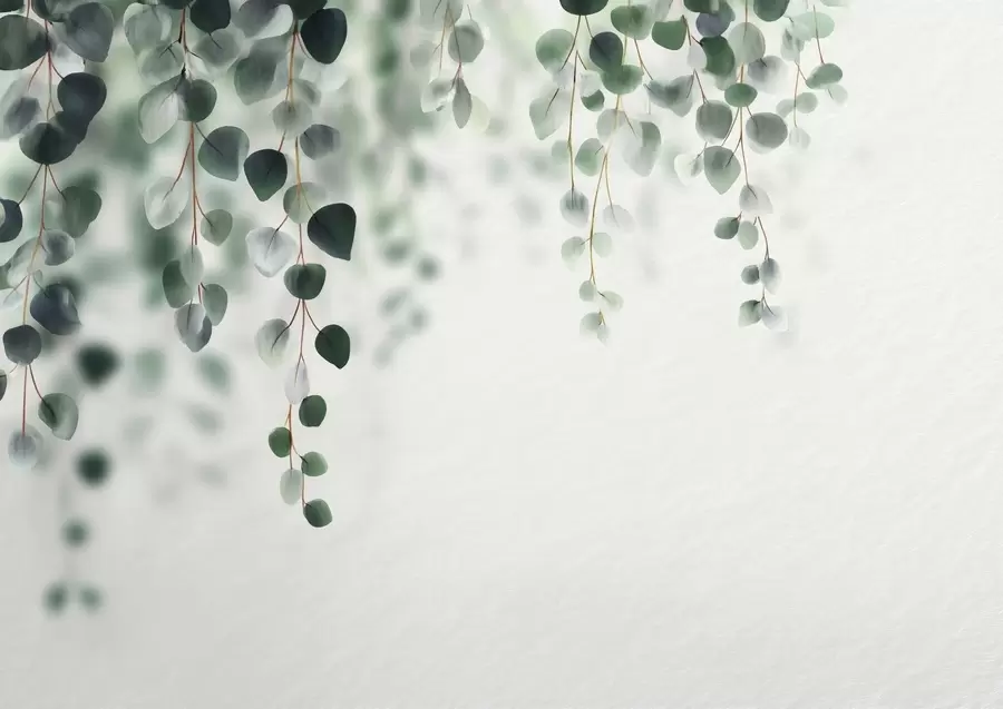 Fotobehang Vallende eucalyptus op een lichte achtergrond w04393