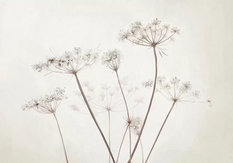 Fotobehang Gedroogde bloemschermen tegen een lichte, minimalistische achtergrond w05543