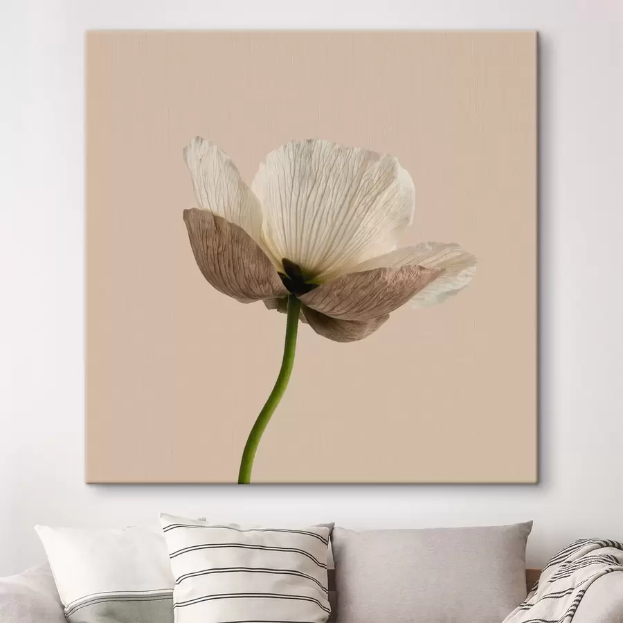  Schilderijen Een delicate bloem met doorschijnende bloemblaadjes op een beige achtergrond in minimalistische stijl s49718