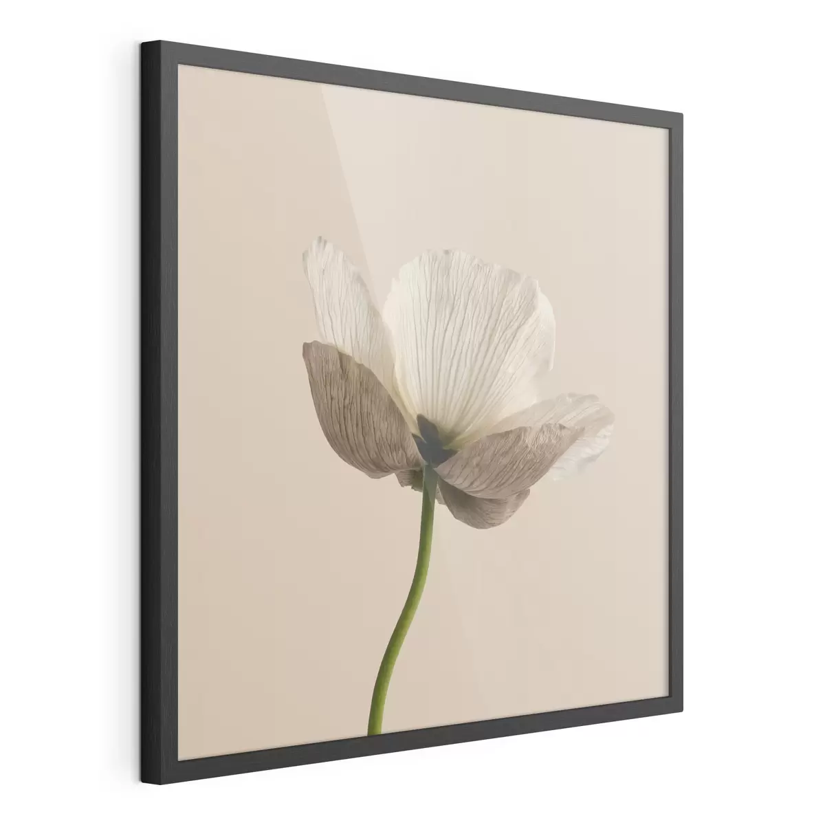 Poster Een delicate bloem met doorschijnende bloemblaadjes op een beige achtergrond in minimalistische stijl f49718