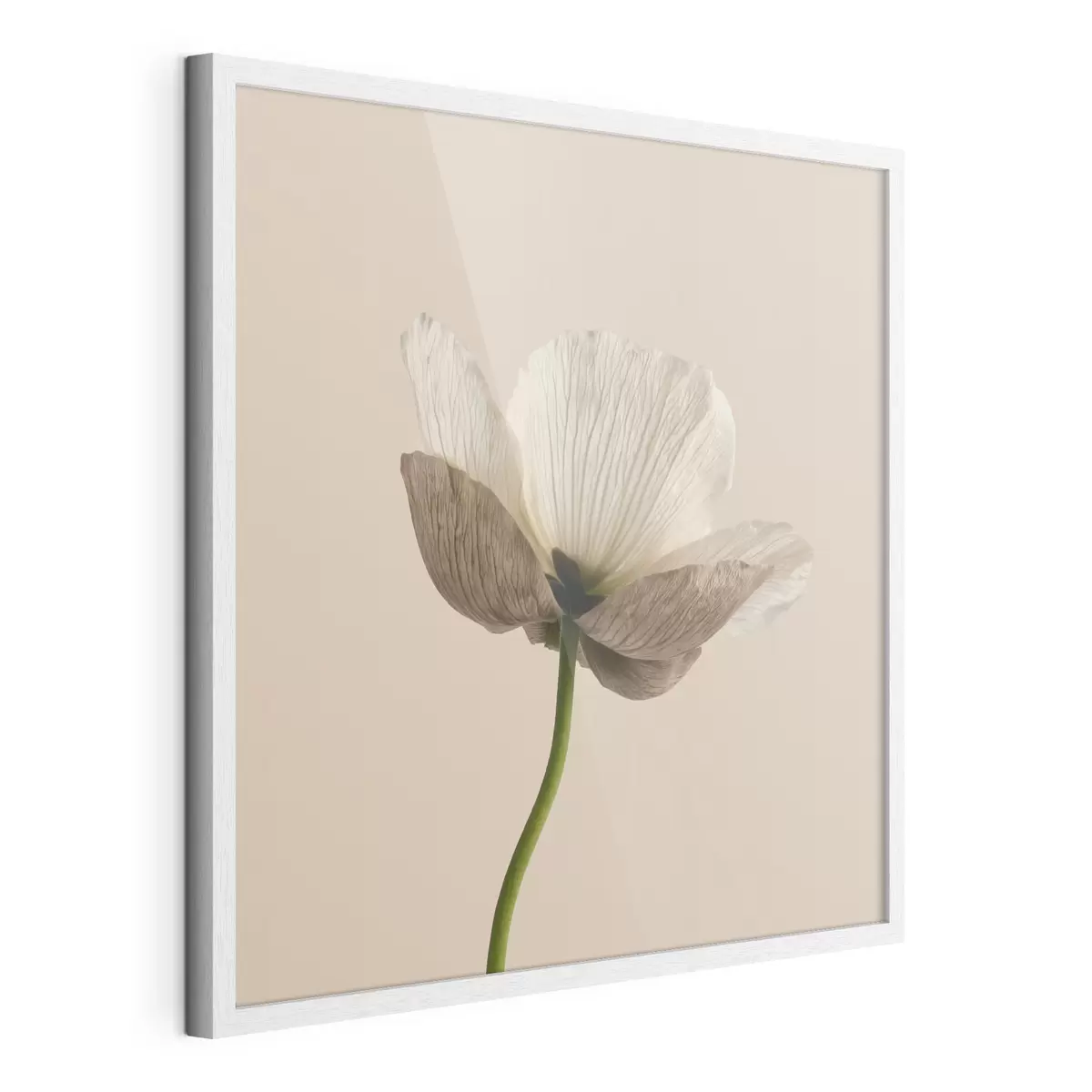 Poster Een delicate bloem met doorschijnende bloemblaadjes op een beige achtergrond in minimalistische stijl f49718