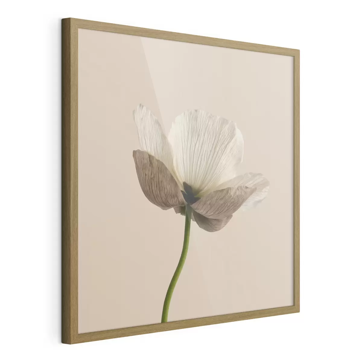 Poster Een delicate bloem met doorschijnende bloemblaadjes op een beige achtergrond in minimalistische stijl f49718