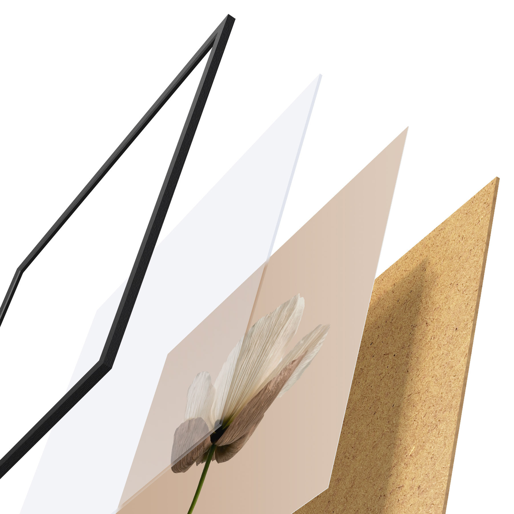 Poster Een delicate bloem met doorschijnende bloemblaadjes op een beige achtergrond in minimalistische stijl f49718