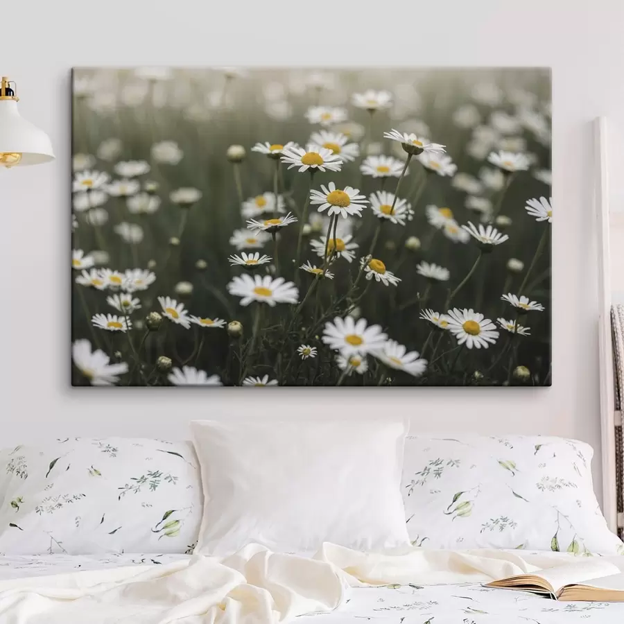  Schilderijen Een veld met witte madeliefjes met gele hartjes s50588
