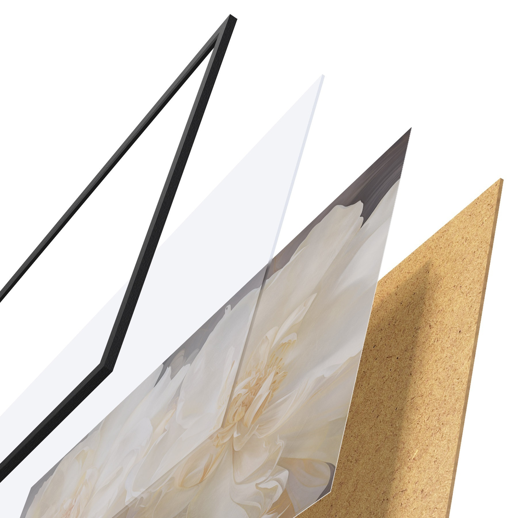 Poster Close-up van lichte dubbele pioenrozen f51088