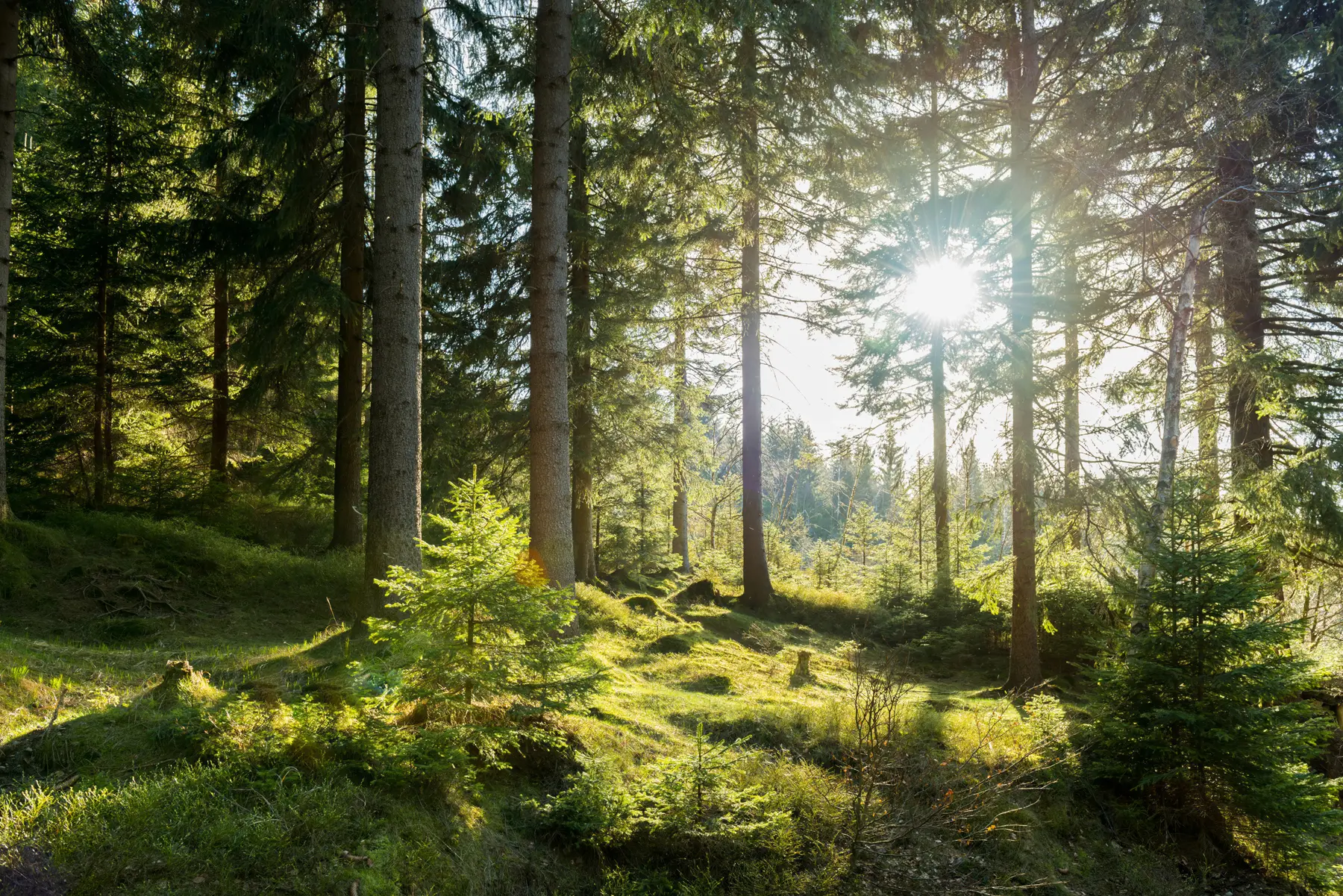Fotobehang Carkonoshe-gebergte in Polen u80015