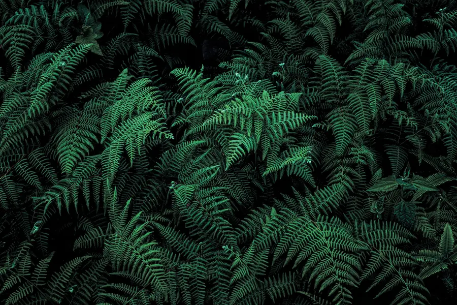 Fotobehang Fern u73636