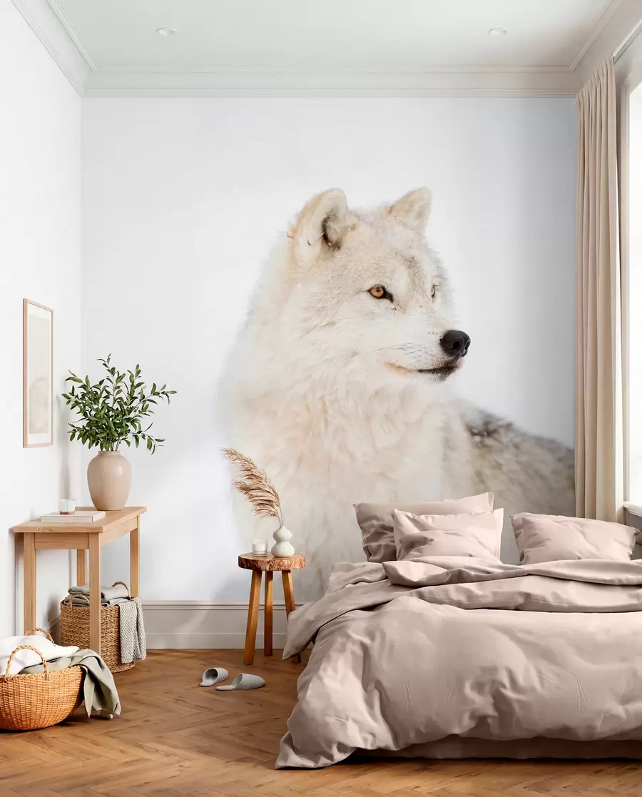 Fotobehang Poolwolf op witte achtergrond u98189