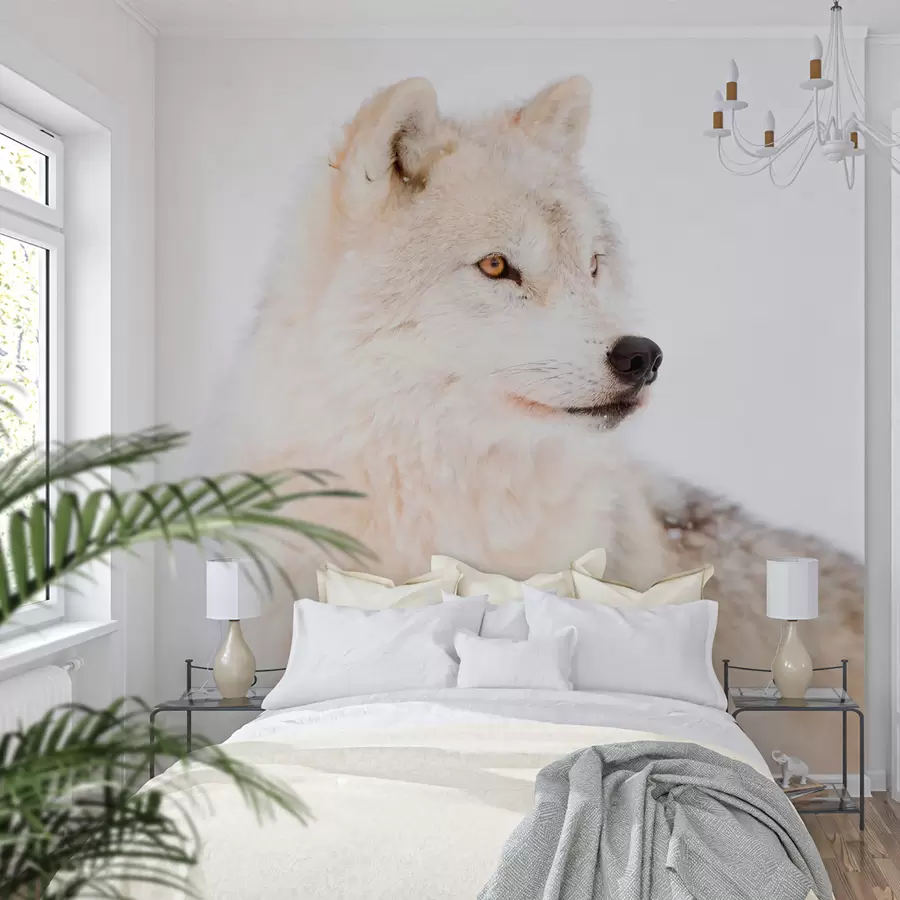 Fotobehang Poolwolf op witte achtergrond u98189