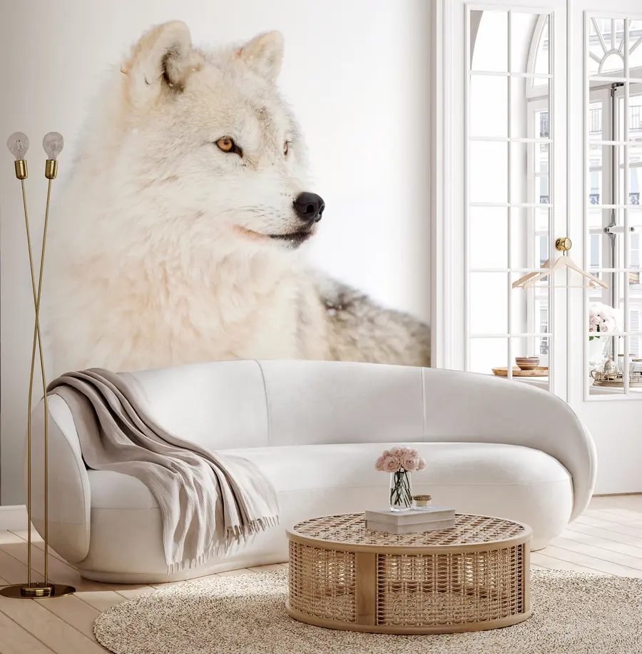 Fotobehang Poolwolf op witte achtergrond u98189